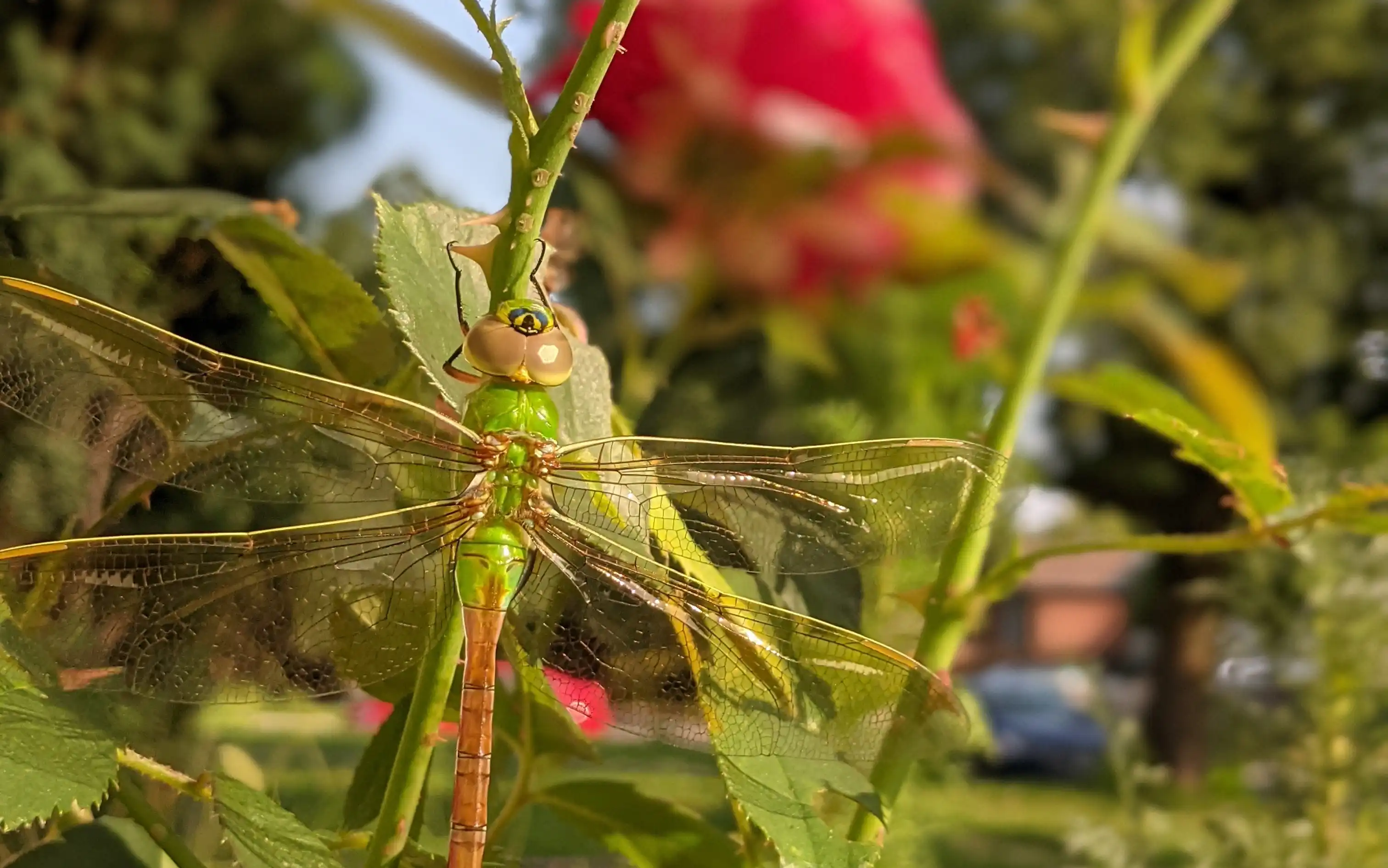 Bright green dragonfly perched on a rose stem